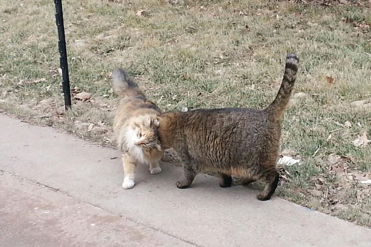 A School in Nebraska is Run by Colonies of Very Happy Feral Cats
