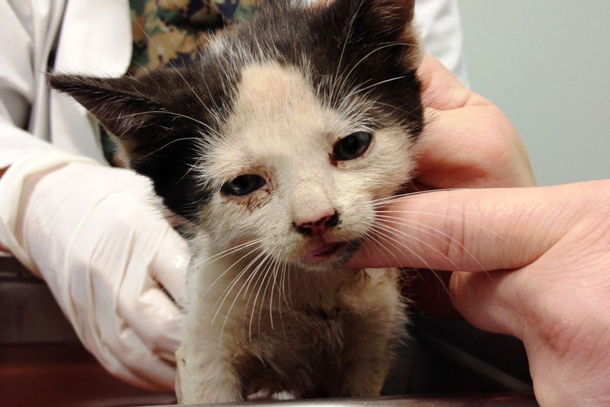 Man Saves Kitten Crying for Help in Garbage Truck and Helps Turn Her Life Around