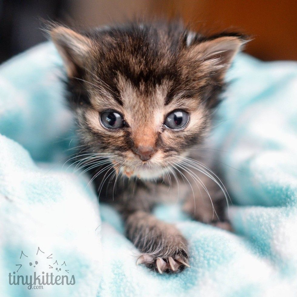 Tiniest 5 Week Old Kitten They Ever Rescued What A Difference 3 Days Can Make Love Meow 