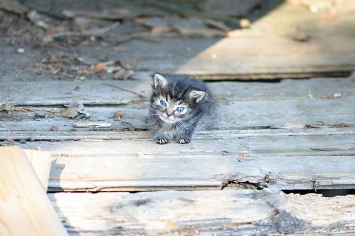 Tiniest 5-week-old Kitten They Ever Rescued, What a Difference 3 Days Can Make