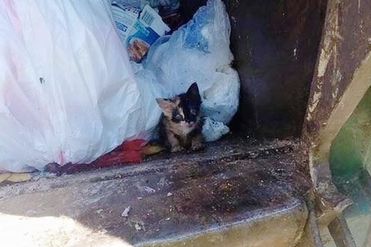Trash Worker Saves Tiny Kitten Found in His Truck