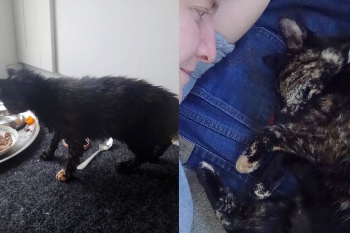 She is Severely Allergic But Homeless Cat Chooses Her, Then Something Beautiful Happens