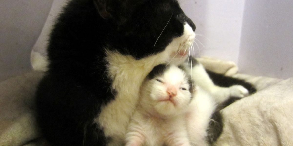I'm Getting A 2-month-old kitten In A Month. What Should I Know About Taking Care Of It? 3 img