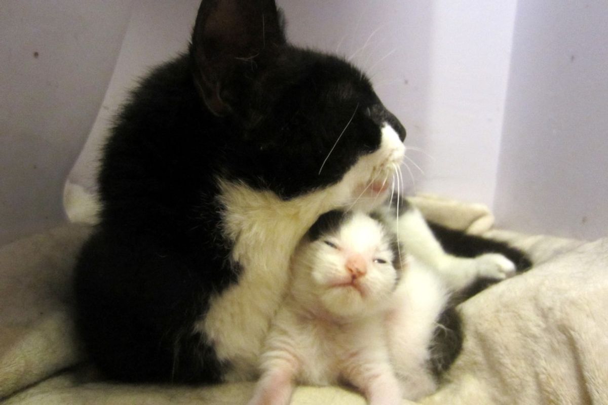 Cat Fights to Live Despite Trauma So She Can Save Her Only Kitten (with Updates)