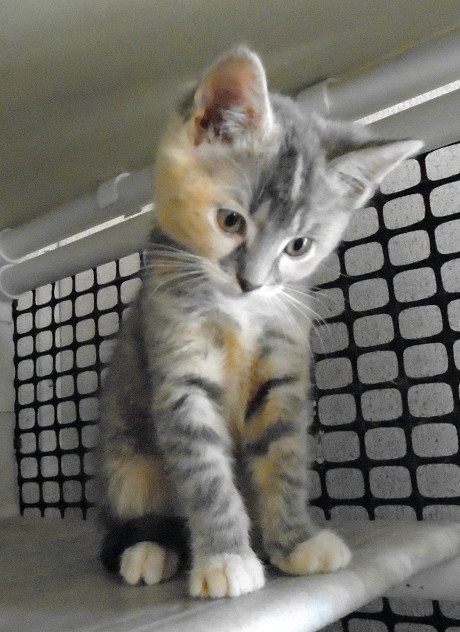 can there be male calico cats