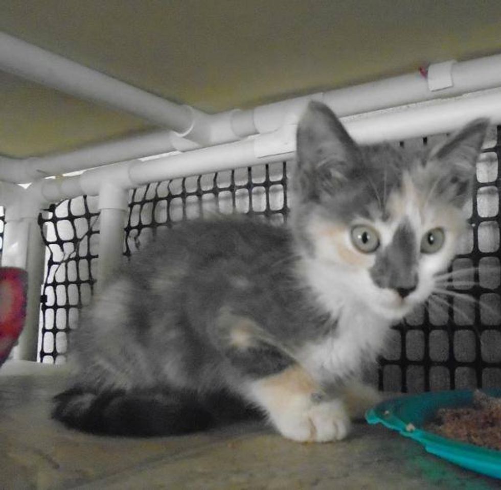 1 of 3000 Calicos is Male, They Found Two from This Litter of 5 Calicos