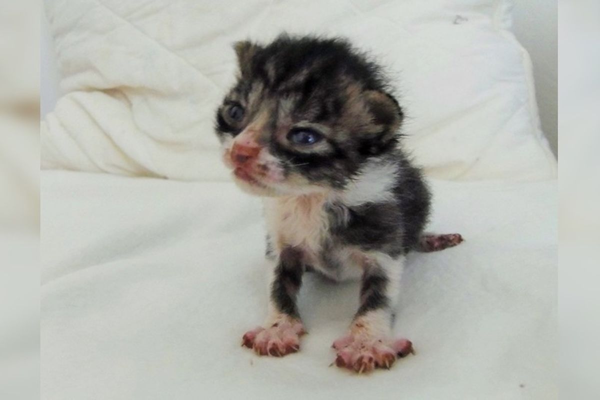 Tiniest Orphaned Kitten Found in Field Cries Out for Love, Then and Now...