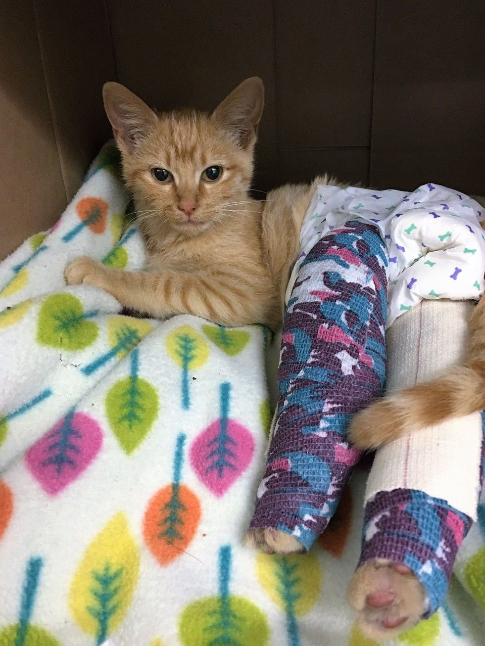 They Save Cat with Broken Legs and Help Him Walk Again, What a ...