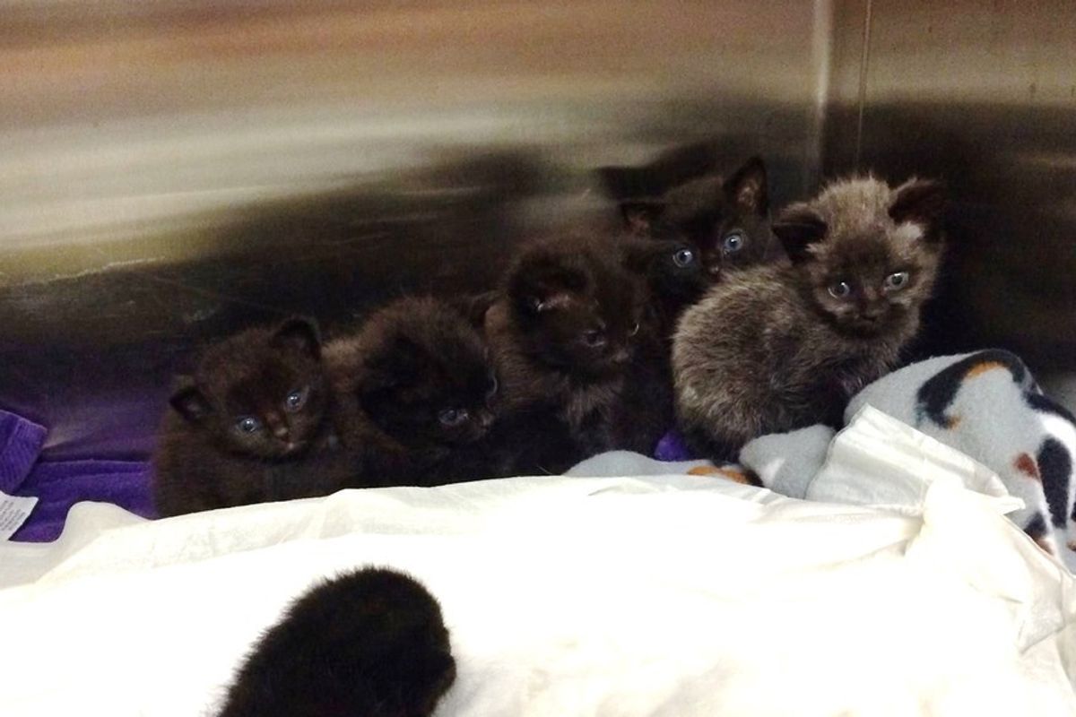Seven Kittens Rescued from the Woods Huddling Up for a New Lease on Life