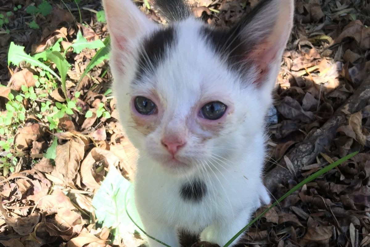 Kitten Crawls Out from Under Porch Meowing for Love