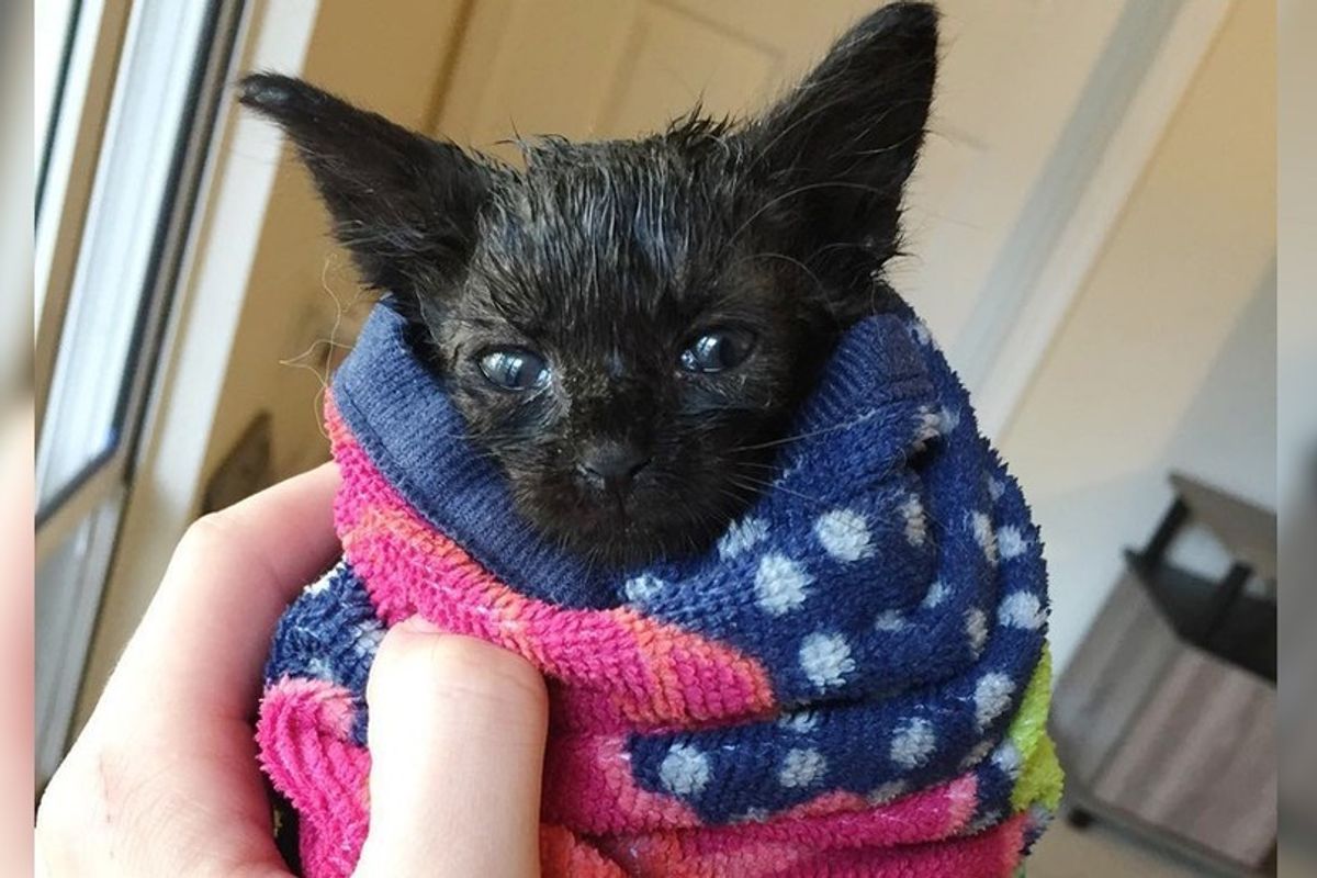 Kitten Found During Hurricane Storms Can't Stop Purring After Being Saved