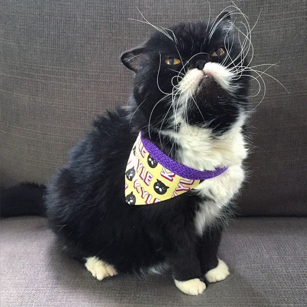 Rescue Cat with the Craziest Whiskers from Neglect to