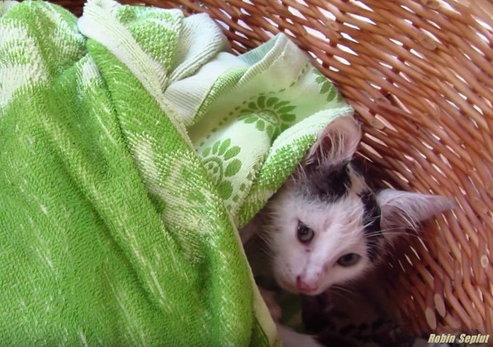 Tiny Stray Kitten with Broken Paw Hobbles Up to Man, Meowing for Help