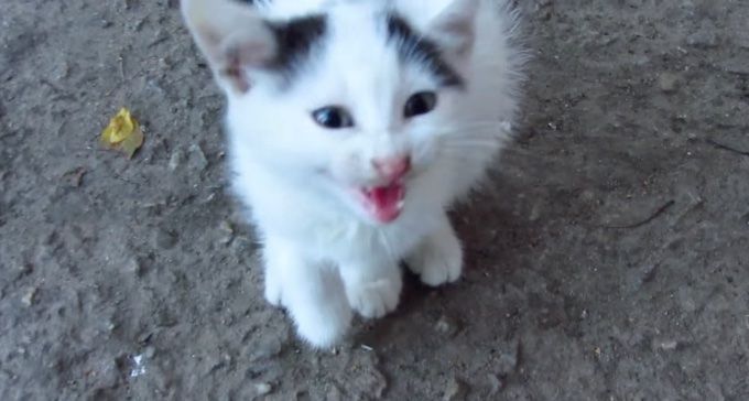 Tiny Stray Kitten with Broken Paw Hobbles Up to Man, Meowing for Help