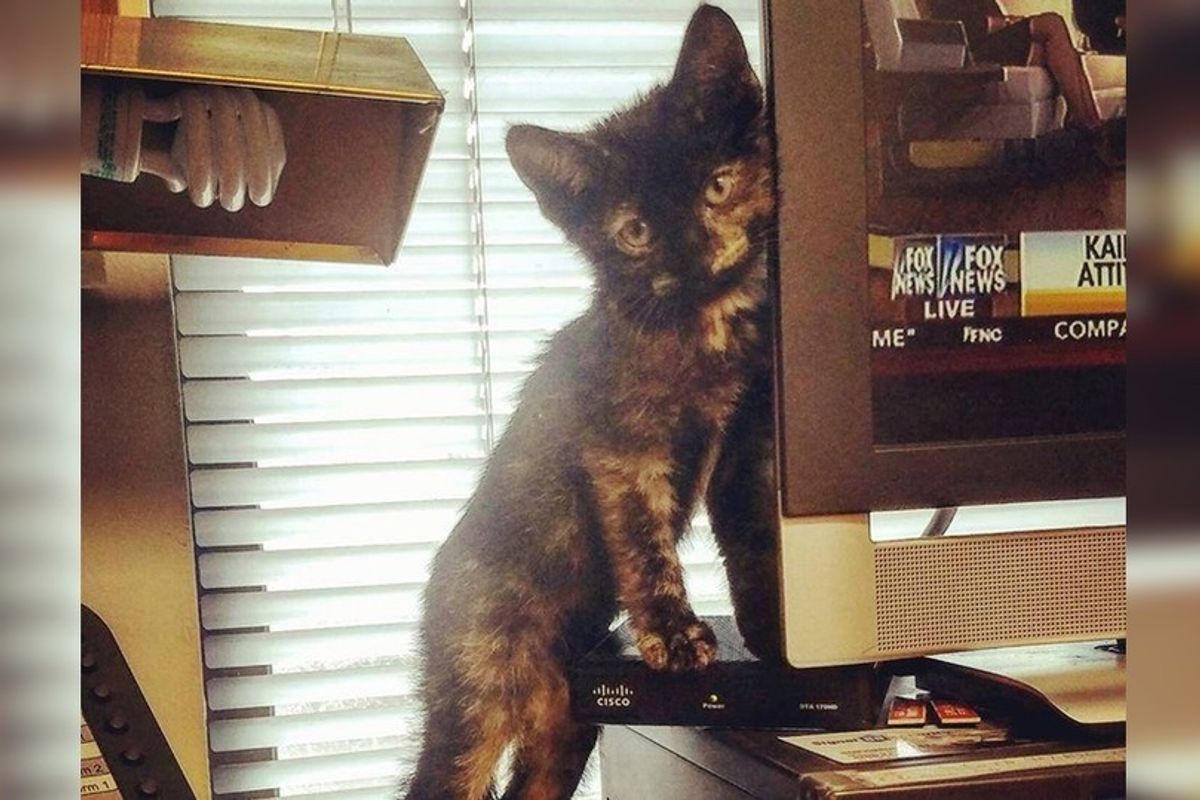 Kitten, Who Hid in Car Engine During Hurricane Matthew, is Looking for Home