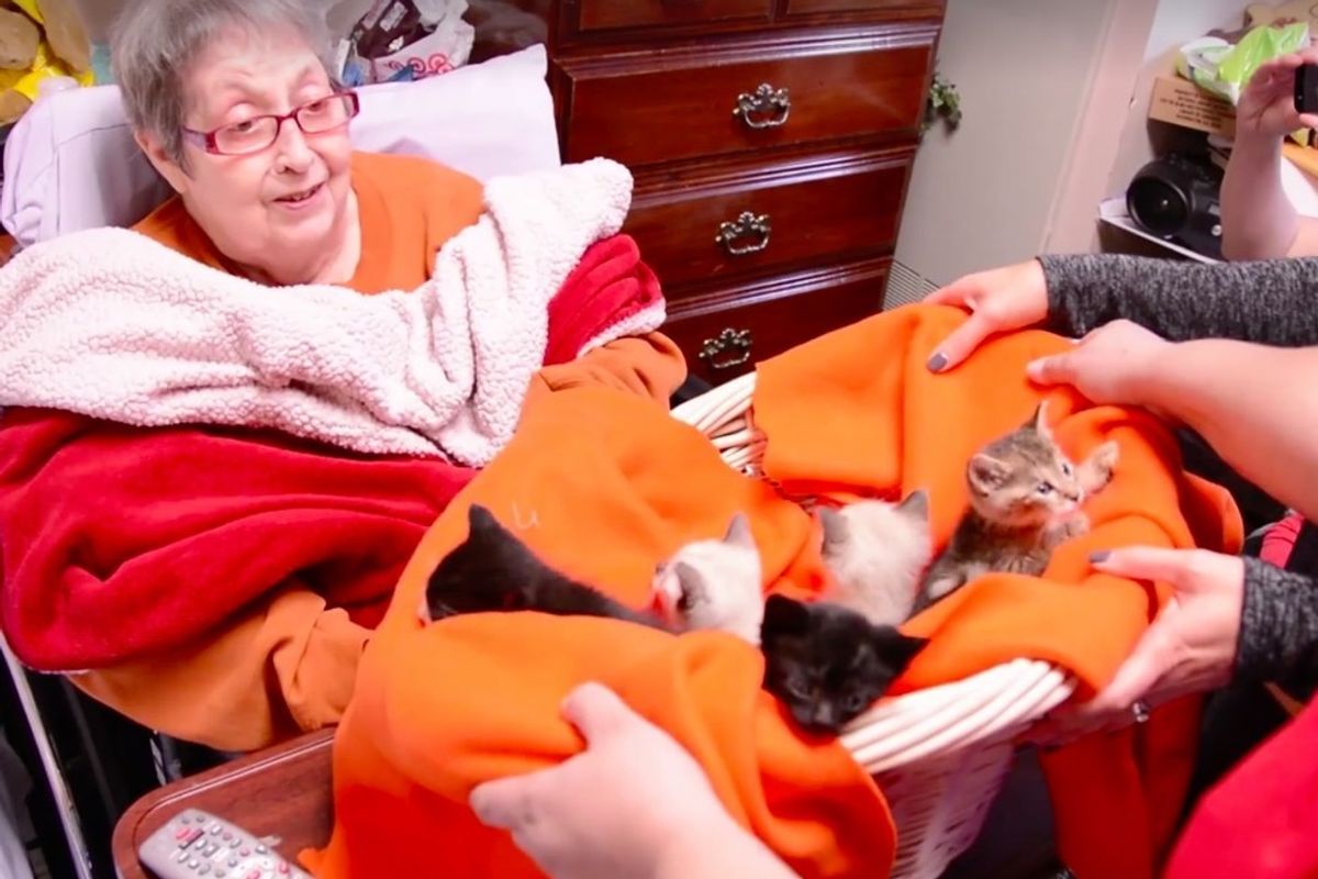 Hospice Resident, Whose Only Wish Is to Snuggle Kittens, Gets Her Wish Granted