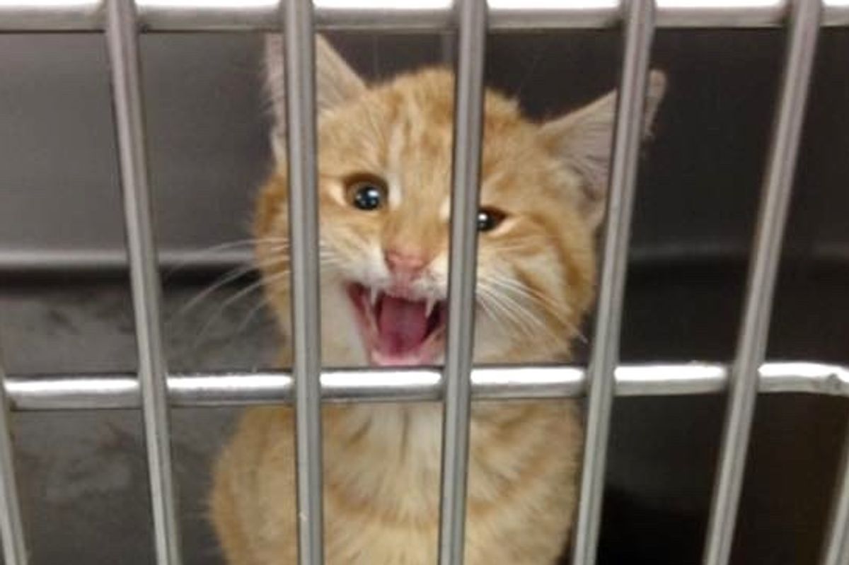 Ginger Kitten with Broken Leg Asks Woman for Help, She Couldn’t Say No