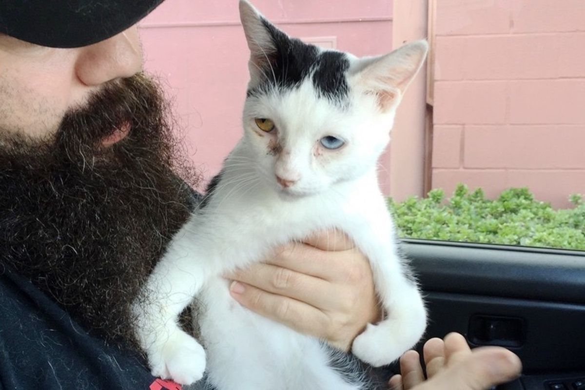Special Needs Kitty with Sad Face Purrs Like Diesel Truck When Taken Out of Shelter.. (with Updates)