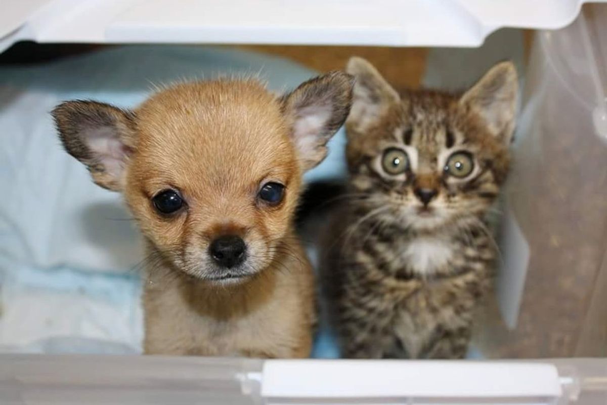 Orphaned Kitten and Rescue Pup Need Love to Live, They Find Each Other
