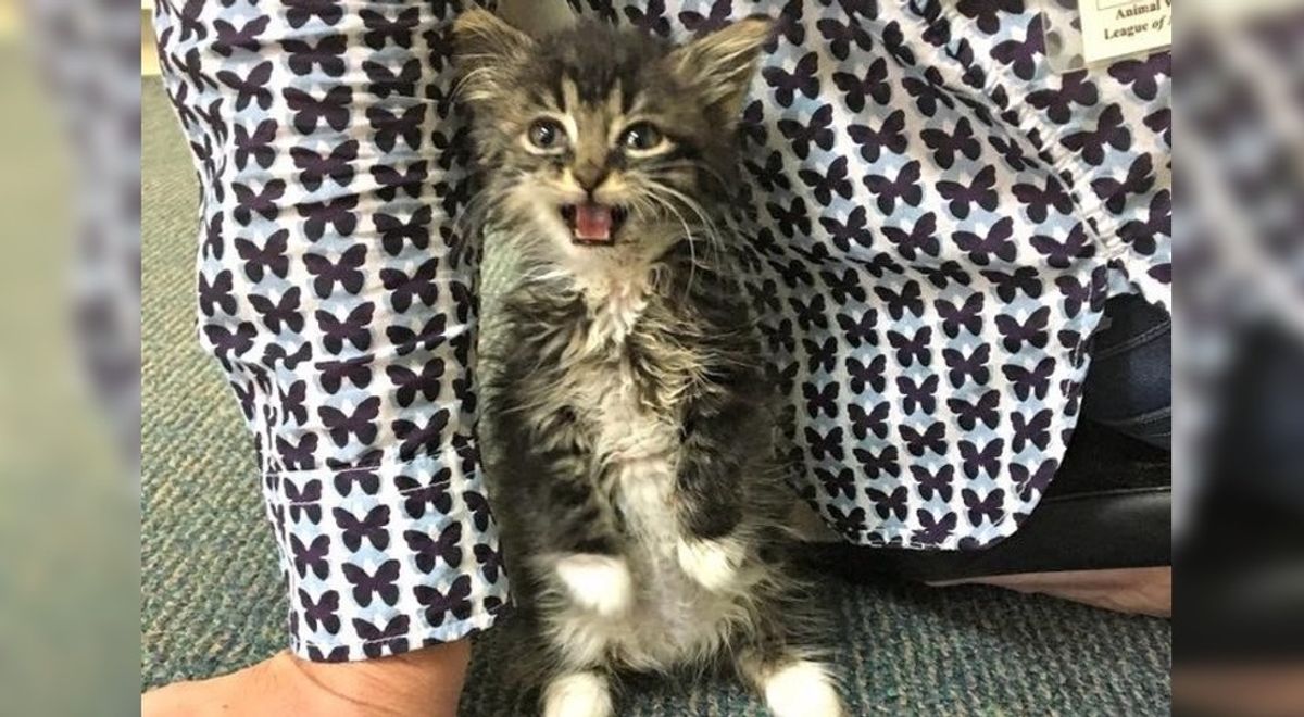 Rescue Kitten Begs to Care for Tinier Foster Babies, Gets Her Wish