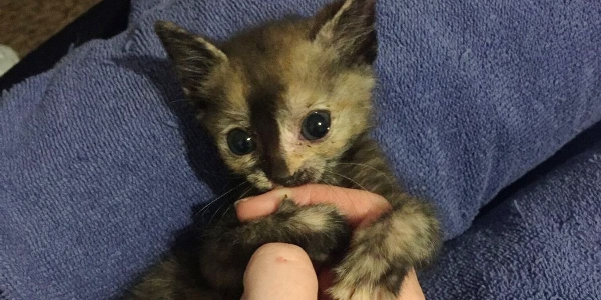 Feral Kitten Found in Pouring Rain, What a Difference One
