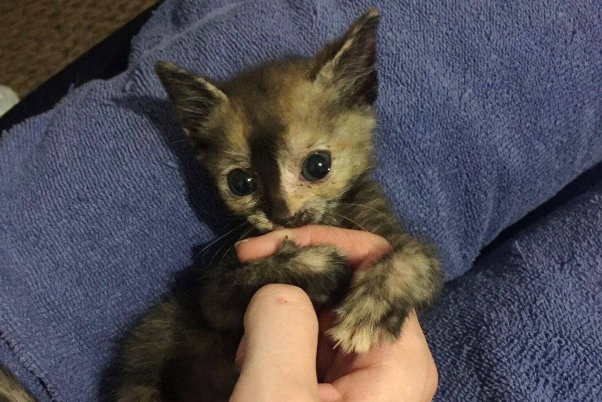 Feral Kitten Found in Pouring Rain, What a Difference One Day Can Make