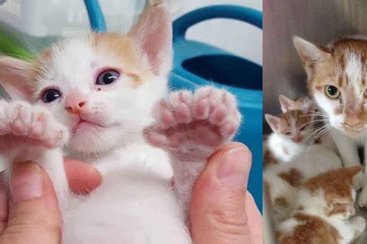 Woman Saves Kitten Trapped in Wall, Finds Four More and Mom Later, All Have Extra Toes