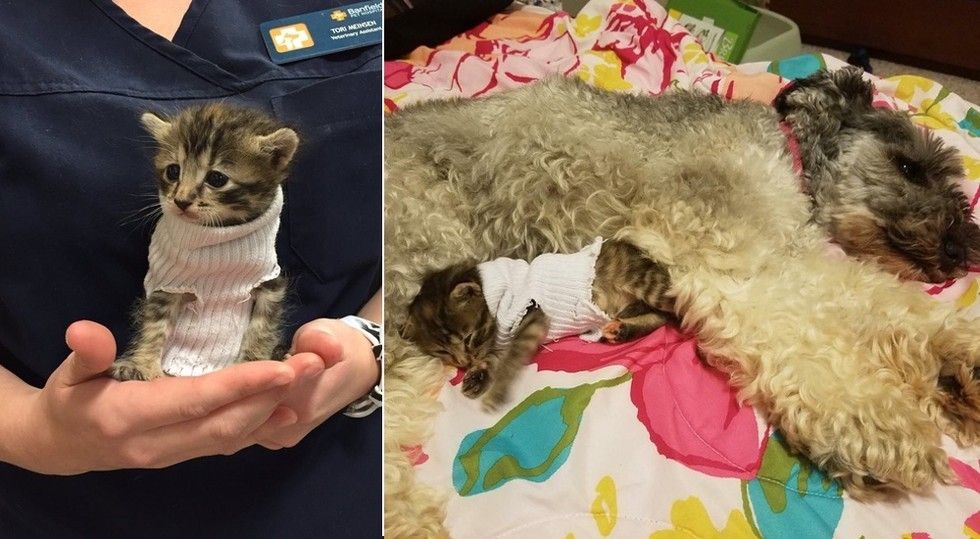 sock sweater for cats