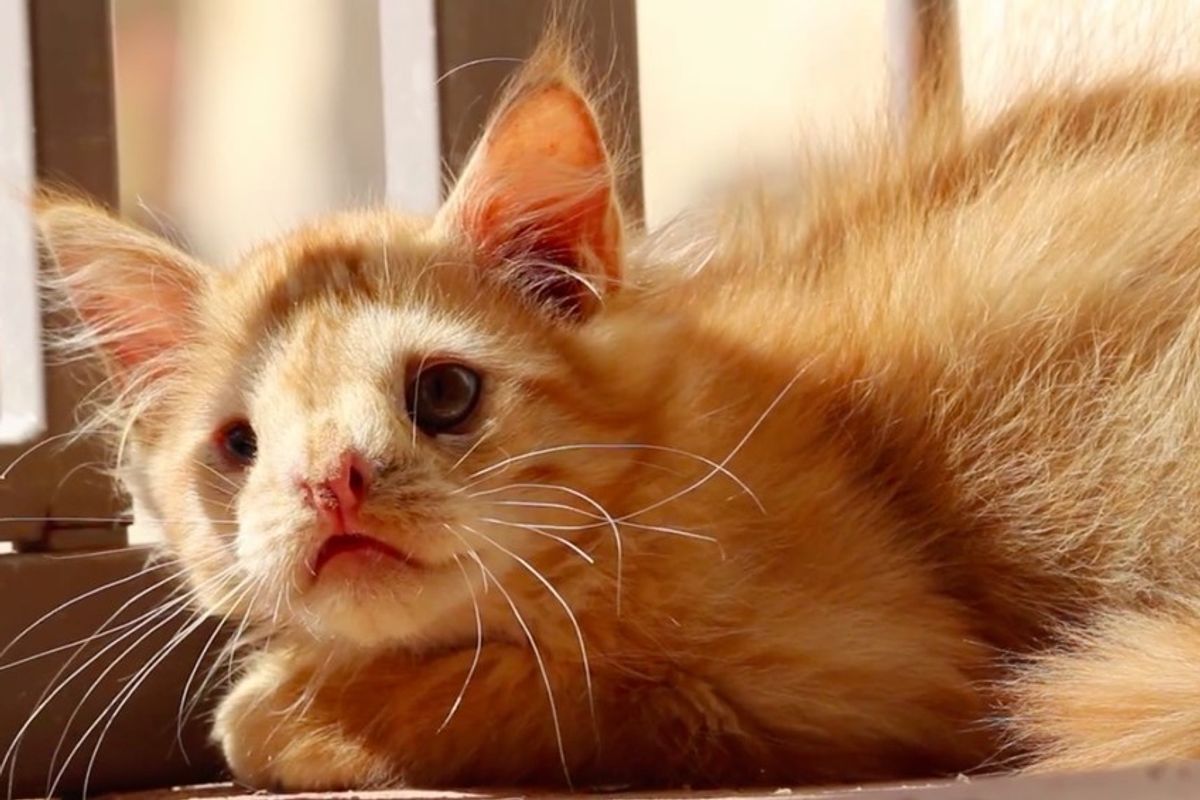 Kitten Was Rejected by the World for Being "Too Ugly" Until Someone Saw His Beauty
