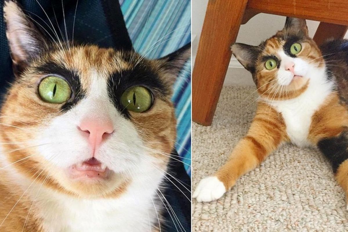 Calico Cat Judges Her Human Everyday with Those Crazy Eyebrows.. (10+ Photos)