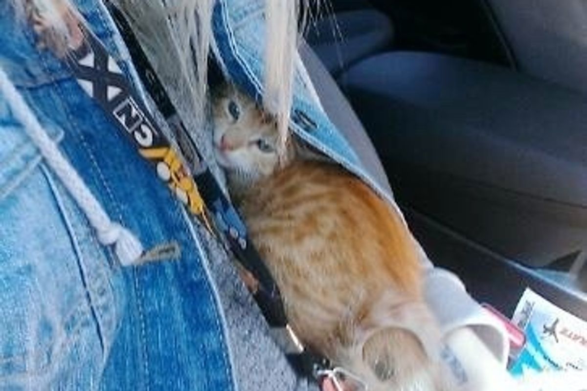 Stray Kitten So Scared He Hides in Jacket, Then A Few Hours After Adoption...