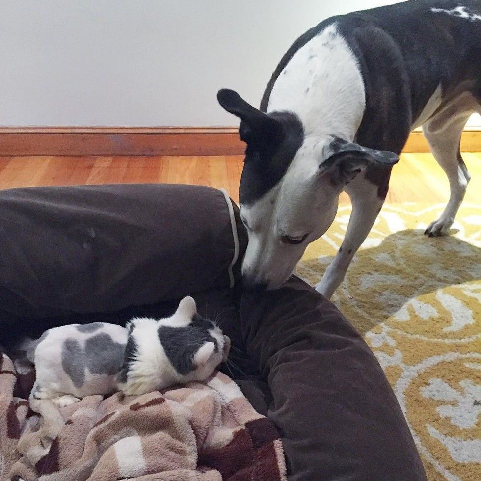 Two Year Old Cat, Size of Two Month Old Kitten, Loves Life Despite All