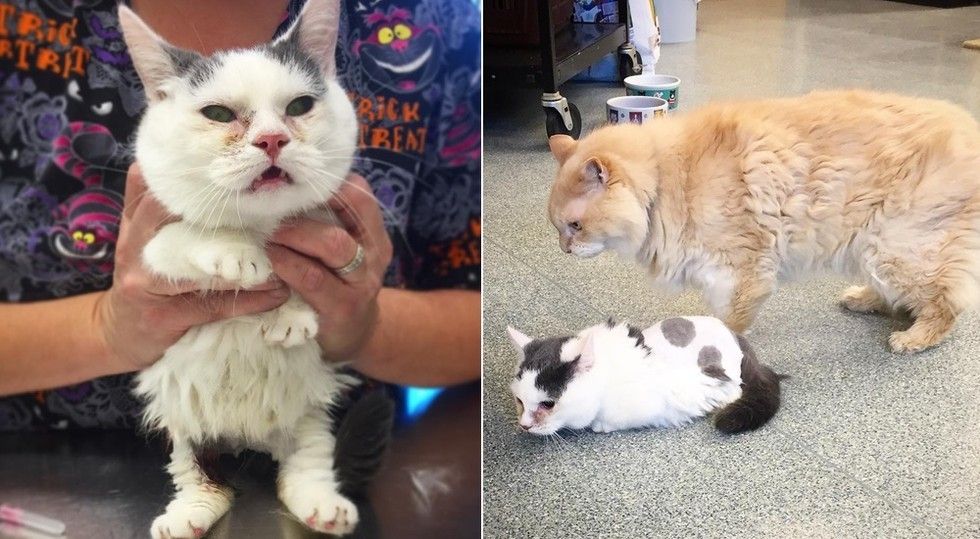 Two Year Old Cat, Size of Two Month Old Kitten, Loves Life Despite All