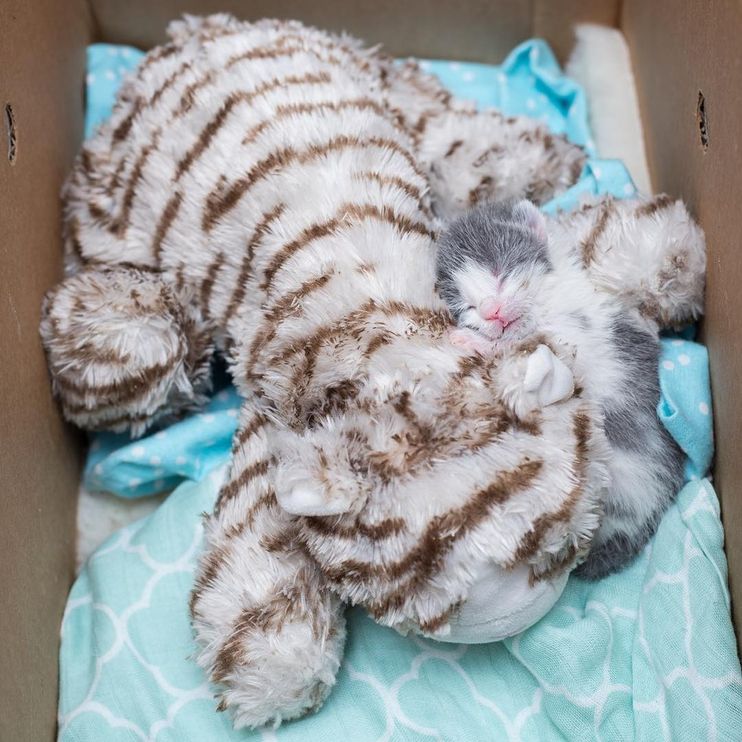 3 Orphaned Tiger Cubs Snuggle Up To Cuddly Toy Mum