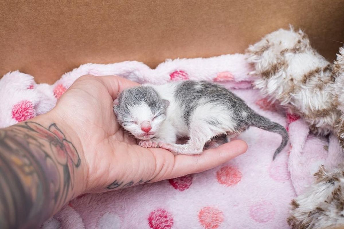 Tiniest Orphaned Kitten Holds onto His Rescuer for Love, Then and Now