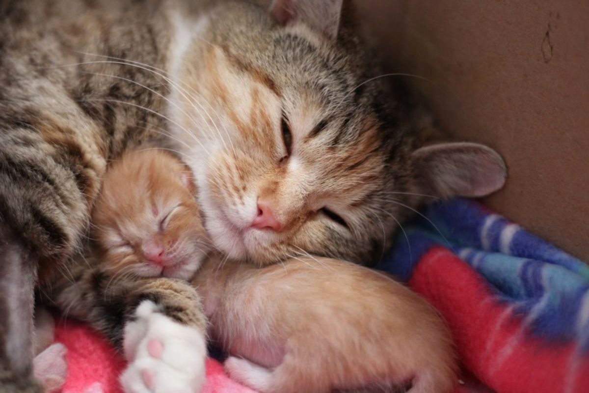 Feral Cat Can't Stop Cuddling Her Tiniest Baby After Being Saved, Now There's Only One Thing Missing...