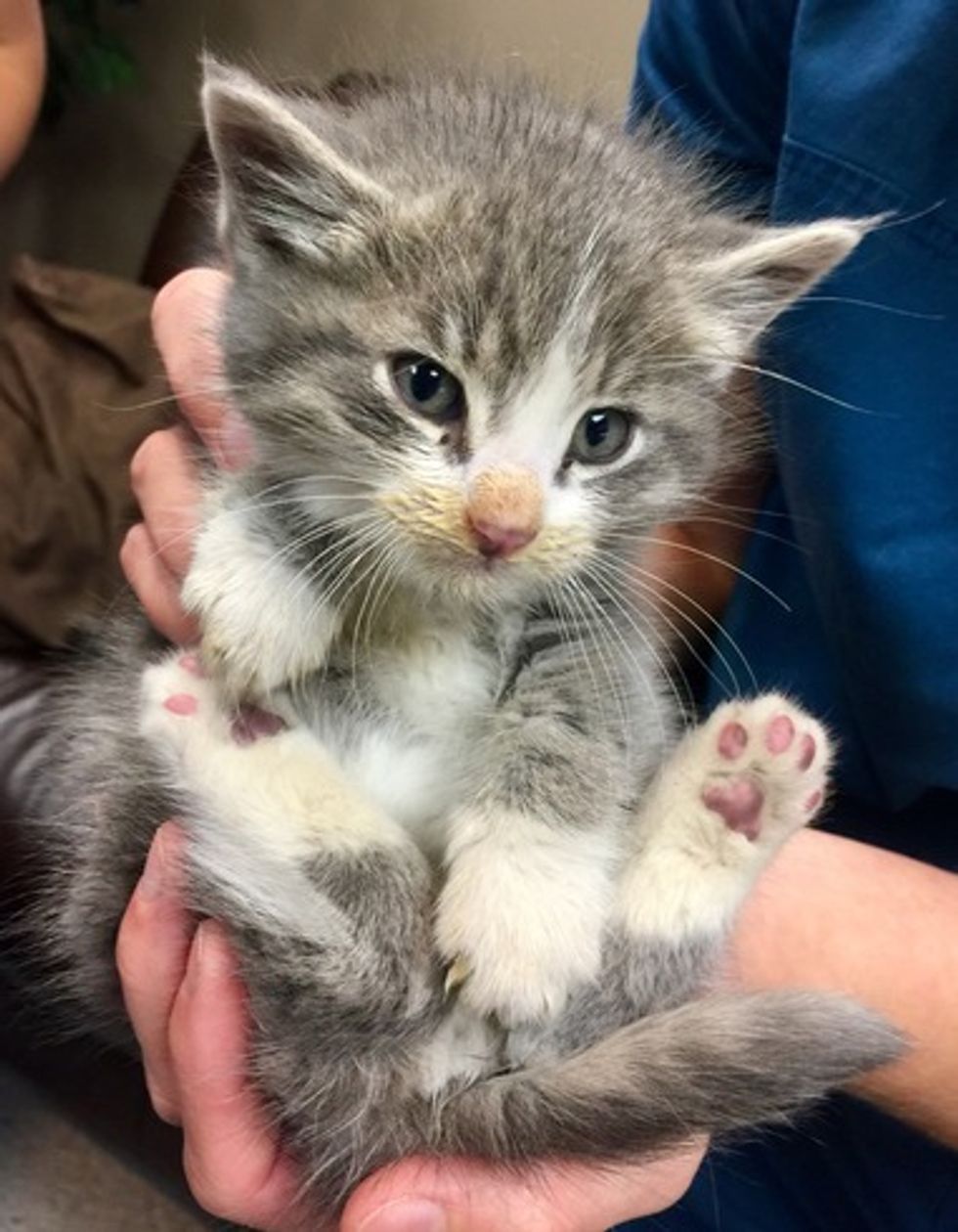 Photographer Risks Injury to Save Two Kittens From Brush Fire - Love Meow