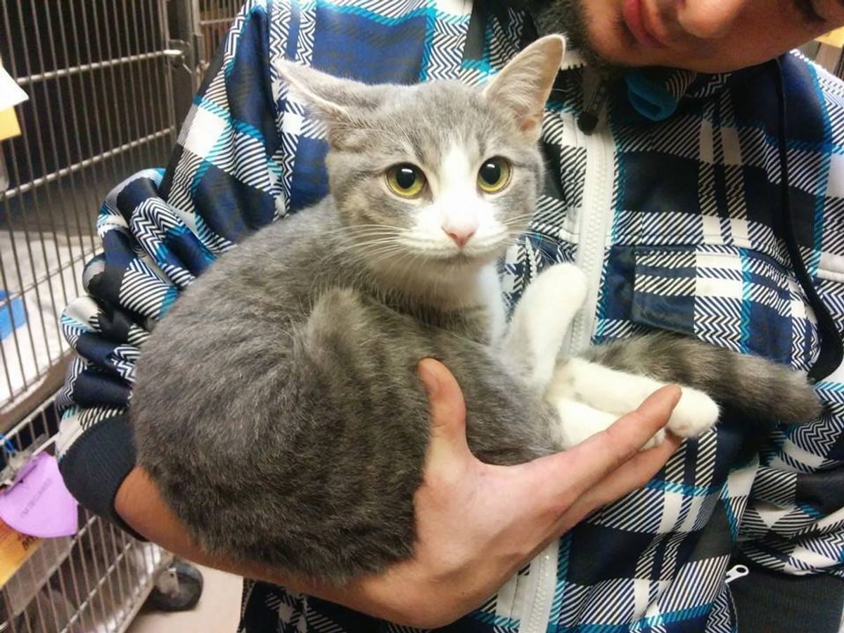 Cat Nuzzles into Arms of Young Man and Demands to Be Adopted