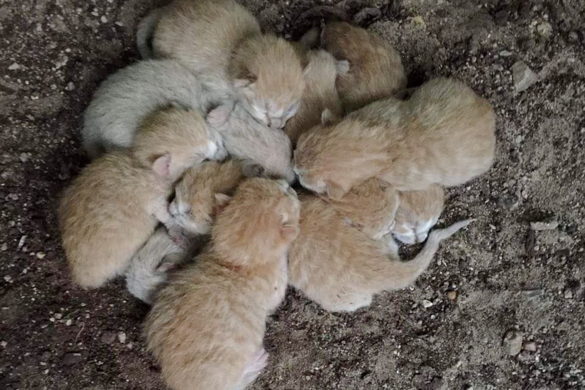 8 Orphaned Kittens Found Huddled Up for Warmth Are Turned Around by Love