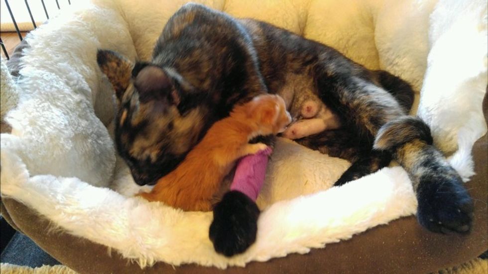 They Help Stray Cat Fix Her Broken Leg, The Kitty Gives Them a Tiny