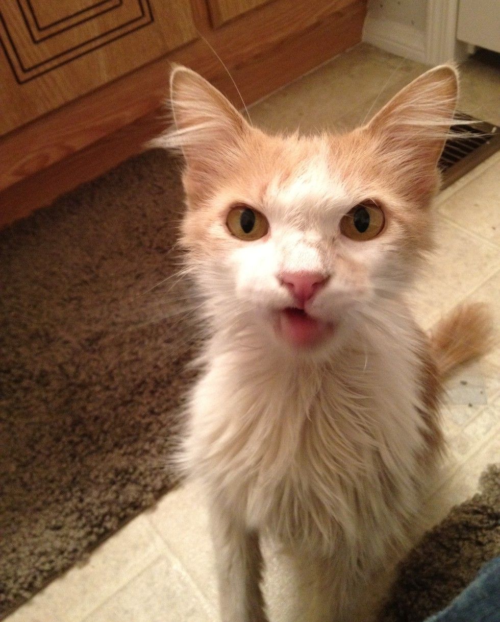 Stray Cat with Crooked Mouth Begs Woman for Love, Four Months Later