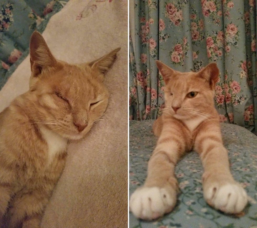 Woman Helps Rescue Cat Walk Again and Tries to Find Him Home But Kitty