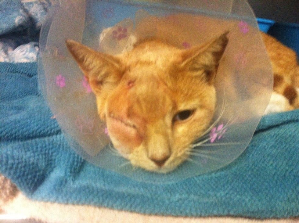 Woman Helps Rescue Cat Walk Again and Tries to Find Him Home But Kitty