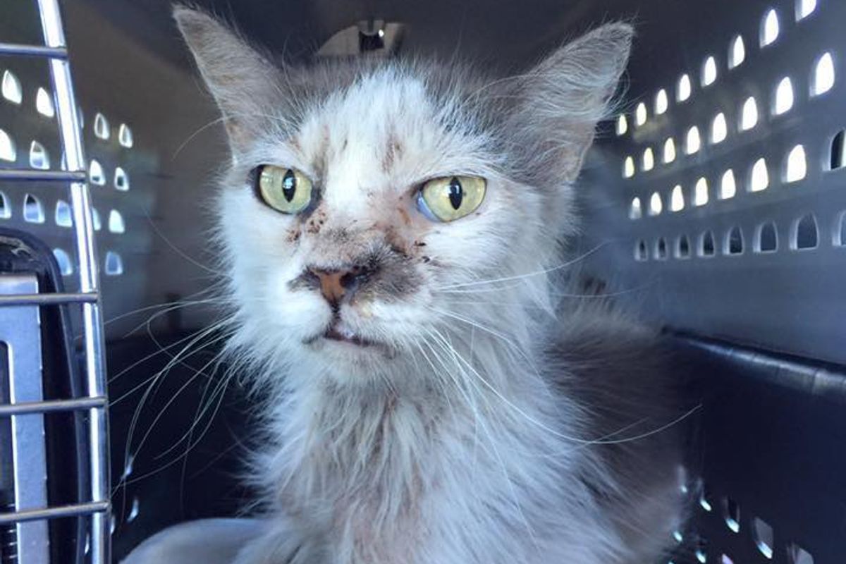 Scraggly Senior Cat from Wandering the Streets to Living Like a Fluffy King