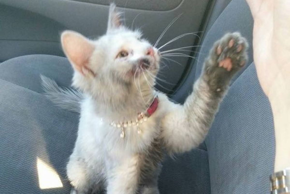 Kindness Saves Kitty's Life and 4 Baths Reveal Her True Coat!