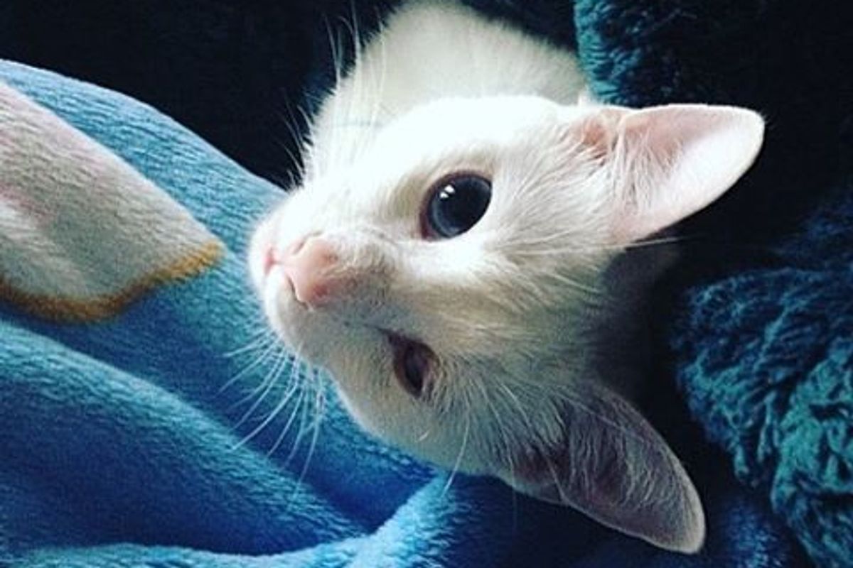 Cat Couldn't Find Home Due to Her "Bad" Eye, Woman Saves Her and the Kitty Returns the Favor
