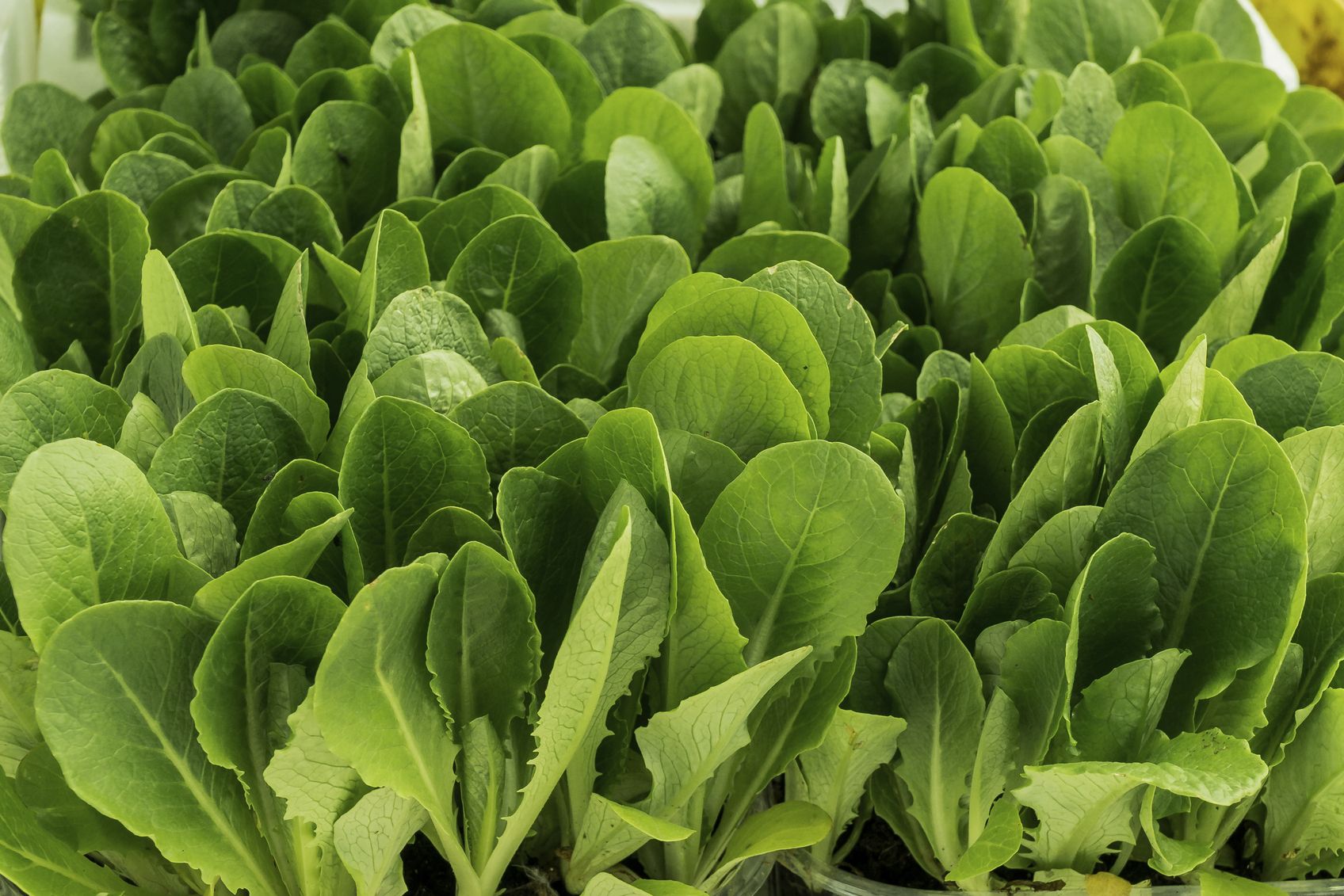 The IoT of Spinach