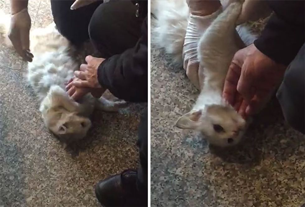 ER Doctor Brings Nearly Lifeless Stray Cat Back to Life Love Meow