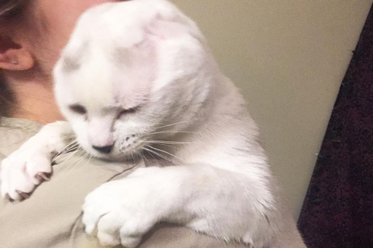 Woman Takes a Chance on Earless Senior Cat While Others Pass Him By, A Day After Adoption...