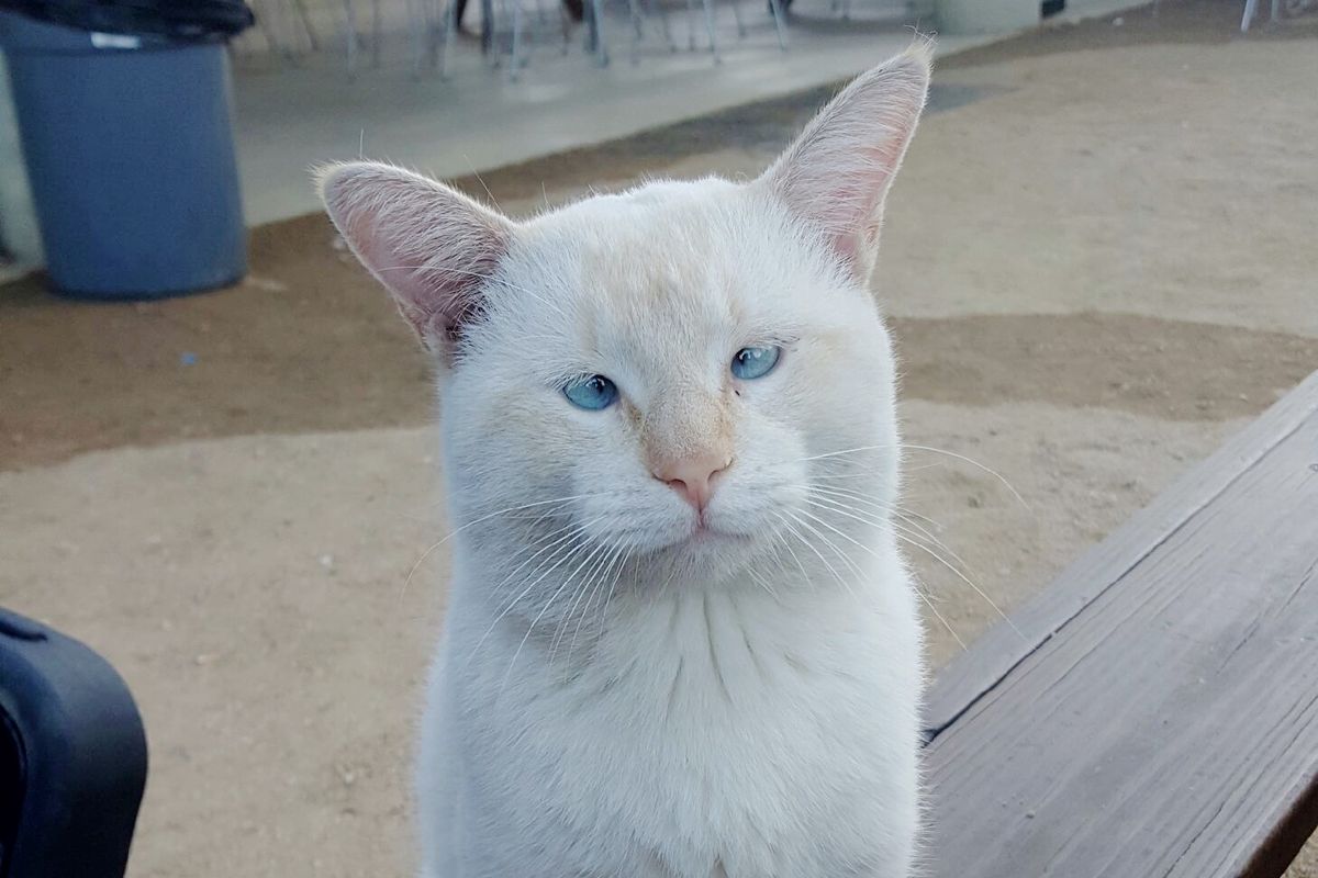 Stray Cat Made Food Park His Home, Locals Bring Him Back to Health